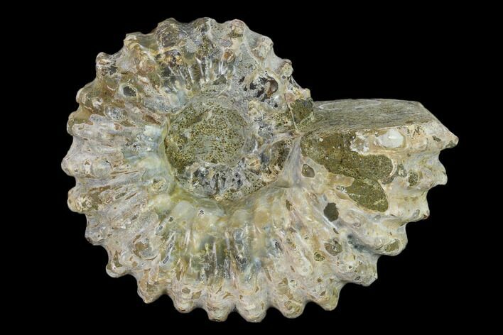 Bumpy Ammonite (Douvilleiceras) Fossil - Madagascar #134179